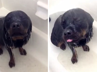 This Rottweiler’s Reaction To Getting A Bath Is Unusual… But The Cutest Ever.
