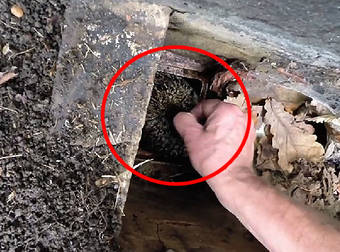 This Chubby Little Hedgehog Gets Rescued From a Drain Hole After It Fell Down.