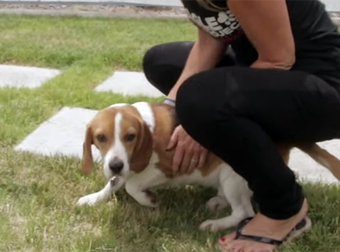 Beagles Rescued From A Lab Feel Grass For The Very First Time. It’ll Bring A Tear To Your Eye.
