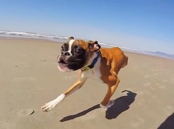 Nothing Will Inspire You Quite Like Duncan The Two-Legged Pup.