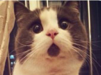 This Cat Is Anything But Shocked, But Don’t Tell Him That. Just Look At Him!