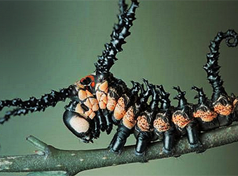 These Hideous Bugs Will Ensure You Won’t Feel Safe In Your Own Home. They’re Horrifying.