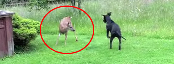 This Deer And Great Dane Are Best Friends. Watch As They Play Together.