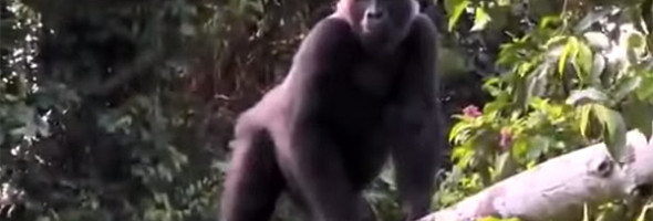 Watch What Happens When This Gorilla Is Reunited With The Human Who Raised Him. So Many Feels.