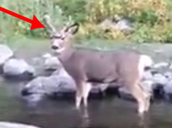 Docile Deer With A Donut On Its Antlers Stops To Say Hi To A Camper.