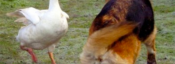 An Aggressive And Violent Dog Was Sentenced To Death, But This Goose Changed Everything.