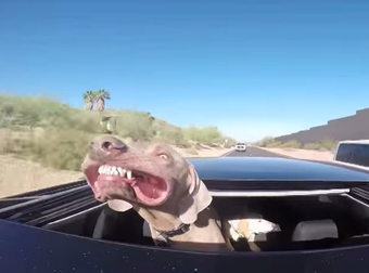 This Video Of A Dog Riding In A Car Will Brighten Your Day And Make You Smile.