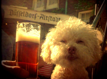 The World Is This Adorable Pup’s Oyster As He Travels Across The Globe.