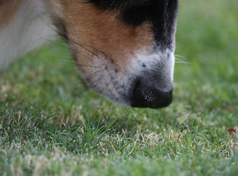 Here Are Some Reminders That Dogs Have Magical Genie Noses.