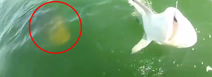 What Happened To This Shark Will Scare You Away From The Water Forever.