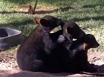 Bear Cubs Line Up And Groom Each Other In The World’s Most Adorable Wildlife Video.
