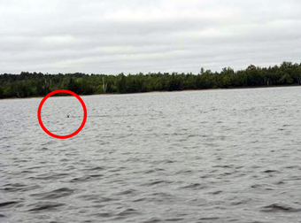 These People Saw A Deer Swimming In The Middle Of The Lake. So They Rescued It.