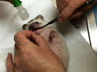 So A Hedgehog Had To Get Anesthesia… And It’s By Far The Most Adorable Thing Ever.