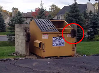 Kind Man Helps A Family Of Raccoons Get Out Of The Dumpster They Were Stuck In.