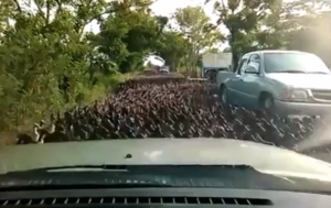 OMG! This Massive Duck Stampede Will Seriously Blow Your Mind. I’ve Never Seen Anything Like It.