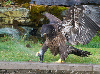 Everyone Loves Playing With A Sprinkler On A Hot Summer Day. Even This Eagle!