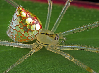 Don’t Let These Gorgeous Spiders Fool You. They Are, In Fact, Still Spiders.