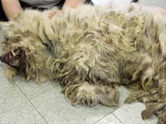 This Dog Was Rescued From Conditions No Animal Should Ever Experience.