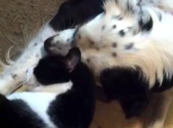 Loving Dog Pesters His Kitty Friend for Even More Love. These Pets Rock.
