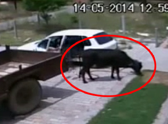 The Perfect Crime: Man Steals A Cow By Getting It Into His Hatchback Car.