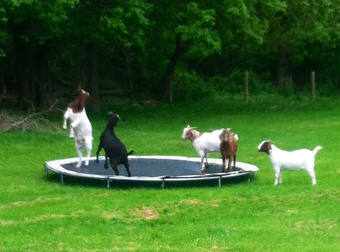 These Silly Goats Desperately Need Some Of Your Attention, Please.