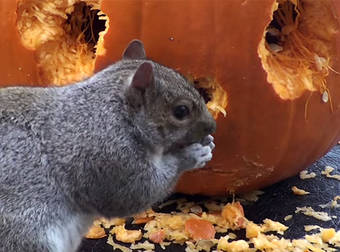 This Squirrel Helped Out With Halloween Decorations By Carving A Pumpkin.