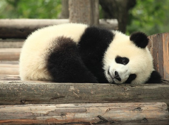 A Clever Panda Fakes Being Pregnant To Get More Food From Her Handler.