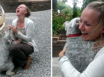 Little Dog Passes Out From Overwhelming Joy When Reunited With This Girl.