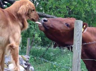 This Dog And Cow Are Hopelessly In Love, And Look Adorable Together.