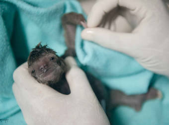 The Story Of This Little Sloth’s Birth Is Incredible. And Adorable.