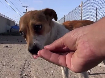 This Stray Dog Was Hit By A Car. You’ll Be Shocked To See Who Saved The Day.