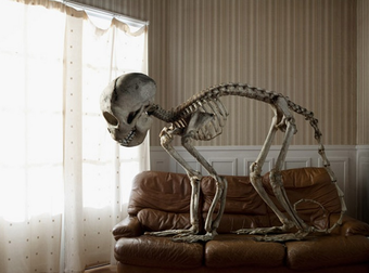 These Animal Skeletons Are Out Of The Closet And Running Amuck In Your Home.