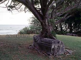 Yes, There Is A Tree Growing Out Of That Grave.