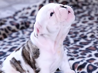 In The Cutest Video Ever, This Bulldog Puppy Attempts To Howl. So Darling!