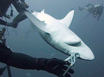 Insanely Brave (Or Just Insane) Divers Rescue Injured Sharks By Putting Them In A Trance.