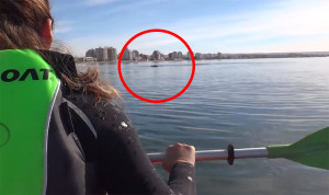 Father And Daughter Kayakers Get A Surprising Ride From A Whale.