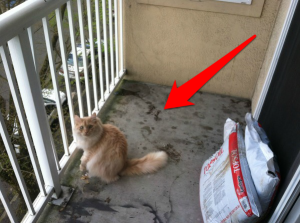 This Girl Was Sick Of Her Tiny City Apartment Balcony. Wait Til You See What She Did To It.