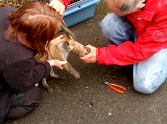 Hungry Baby Fox Gets Its Head Stuck In A Rusty Can, But Gets A Helping Hand.