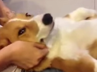 There Is Relaxing, And Then There Corgi Getting A Full Body Massage Relaxing.