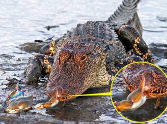 Size Doesn’t Matter To This Little Crab Who Won Against A Hungry Gator.