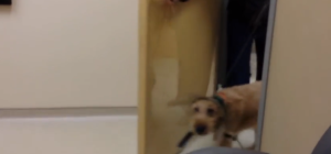 A Blind Dog That Just Got His Sight Back Sees His Family For The First Time. The Reaction Is Amazing.