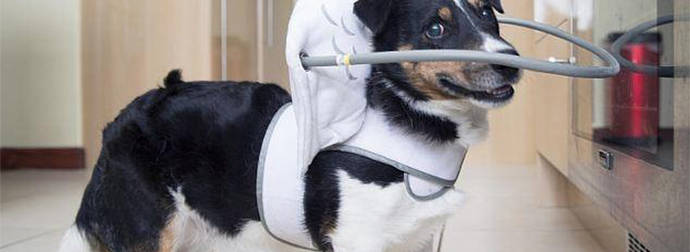 These Blind Dogs Are Real Angels…Thanks To This Brand-New Adorable Invention.