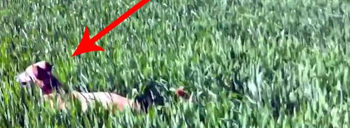 When Running Through A Field, This Dog Does The Funniest Thing. He’s A Kangaroo!