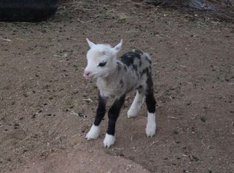 An Arizona Petting Zoo Now Has The World’s Cutest Farm Animal: A Geep.