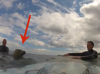 This Surfing Seal Is Riding Into Our Hearts One Wave At A Time.