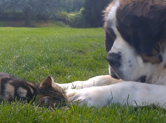 This Giant St. Bernard Can’t Get Enough Of Her Family’s New Little Kitten.