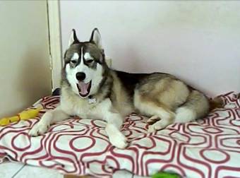One Husky’s Vocal Tricks Are Something You Need to Hear to Believe. Whoa.