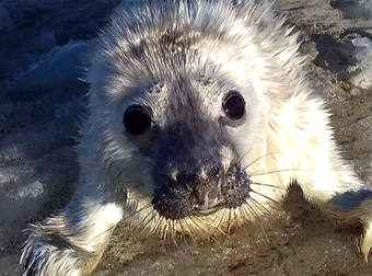Skier Befriends The Cutest Ringed Seal Pup… And Melts Hearts Everywhere.