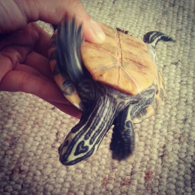 This turtle has heart.