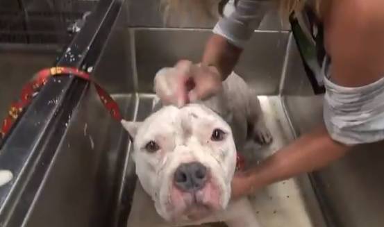 Once the pit bull family was rescued, they were all given flea baths.